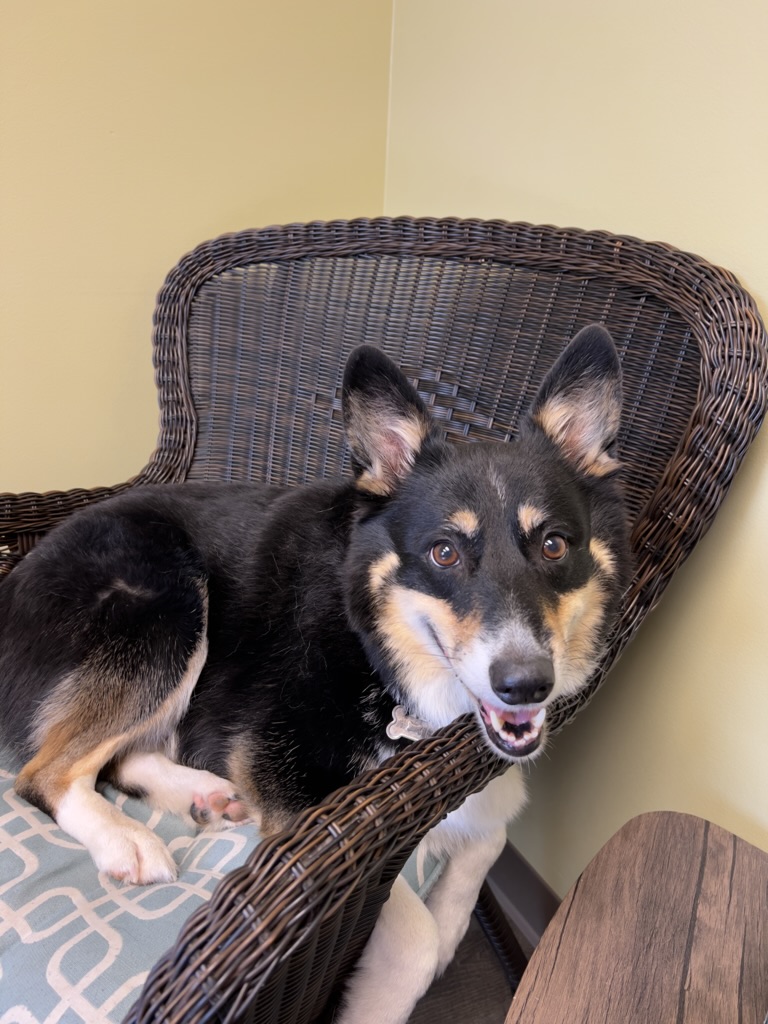 NickHoxsey's tweet photo. This is Milo. He is my world. I am currently needing assistance in getting him a surgery called a TPLO. Milo has a cranial cruciate ligament that has ruptured in his right knee. Please check out my #GoFundMe. If you cannot donate, please #retweet https://t.co/88fiBEgJ2K https://t.co/nncrNkziJY