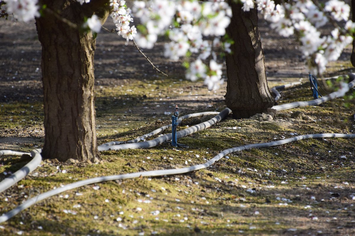 It’s #SmartIrrigationMonth! <a href="/ucdavisCAES/">CA&ES, UC Davis</a> scientists designed sensors to detect water stress in #almond trees and recommended ways to reduce water use during irrigation. 

See more of this project's impacts: bit.ly/MRF-microirrig…

#AgIsAmerica #NIFAimpacts