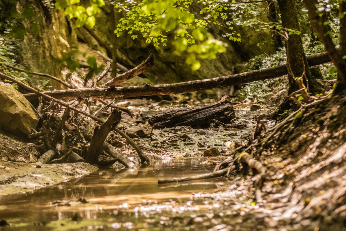 steeel35's tweet photo. #photography #nature #NaturePhotography #Canon https://t.co/S5XMKijNY2