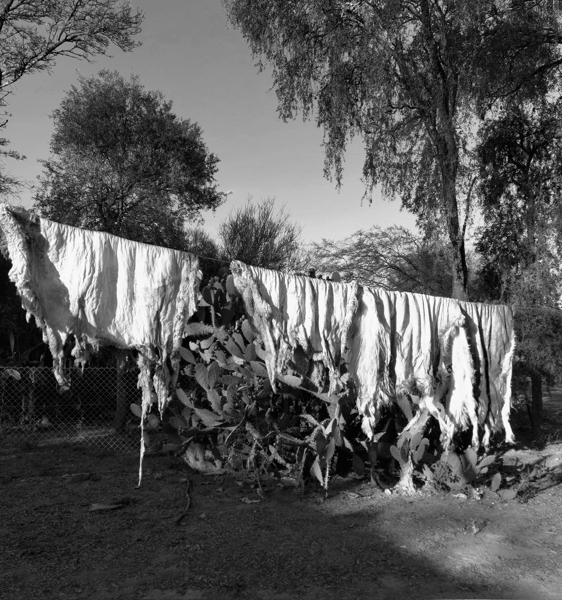 _

Near Otumpa
[Moreno_Santiago del Estero
Argentina]

#photo