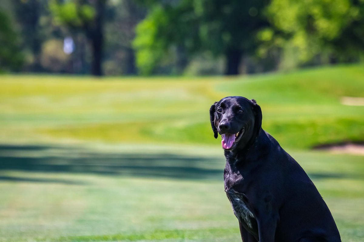 ASchilppPhoto's tweet photo. @Zacary_Tee_ @DogsOfTurf Welcome to the club.  This is my @DogsOfTurf Beau https://t.co/MrtJYQJXBP