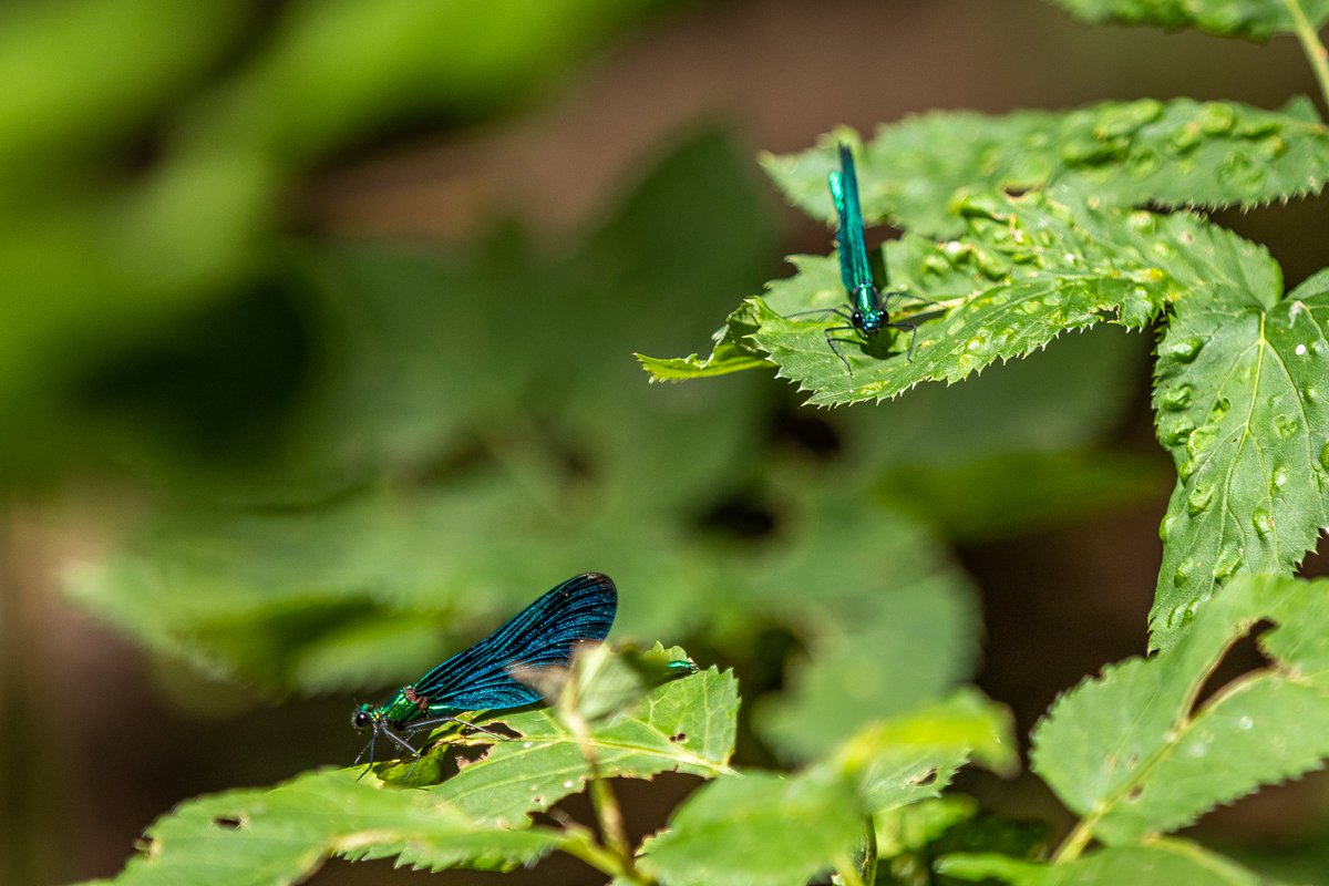 steeel35's tweet photo. #photography #nature #NaturePhotography #Canon https://t.co/SIvILzGqQw