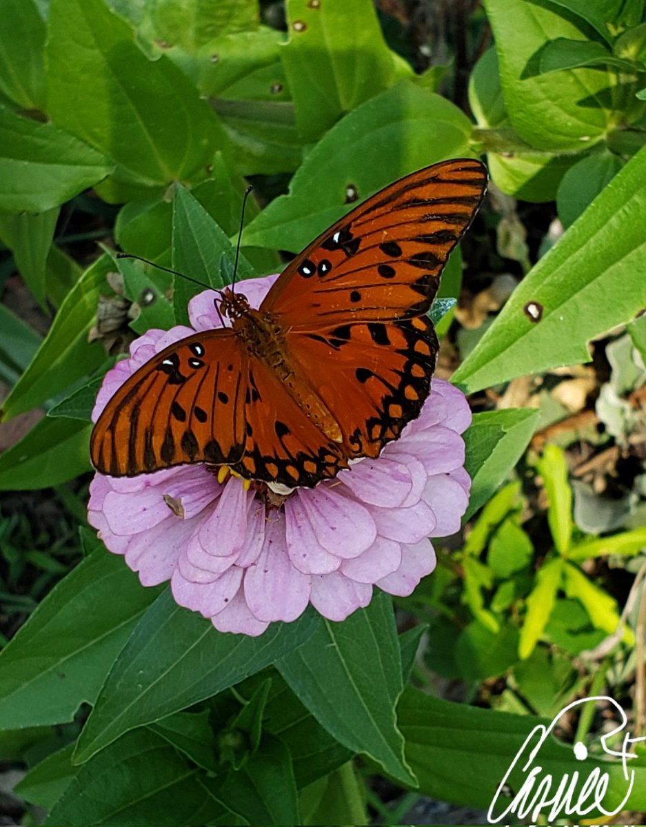 CassieJFox's tweet photo. #BackyardBeauties Black Swallowtail with beautiful blue/white marks &amp; our late summer visitors: stunning  orange Gulf Coast Fritillary. #DailyBlooms #Butterflies #Zinnias #CassieJFoxPhotos 📷 #CazFoxMedia #WhitmireSC #SumterNationalForest #Gardens #Insects #ThingsOfBeauty https://t.co/ecKfWX9bZe