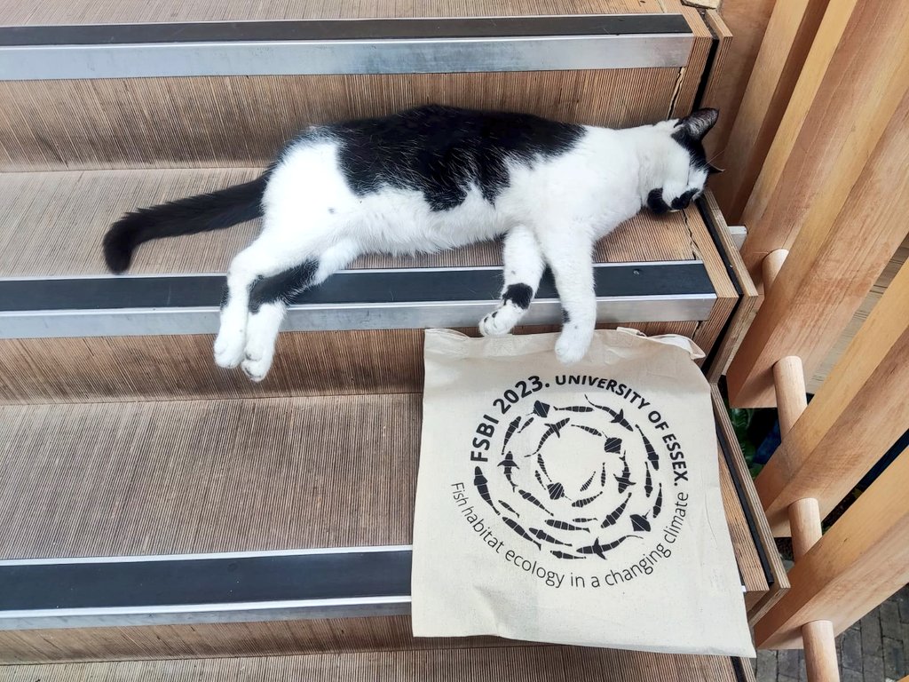 fsbi_symposium's tweet photo. Pebbles the @Uni_of_Essex campus cat (@essex_cat) is exhausted after so many amazing talks at #FSBI2023 🐈‍⬛ 🤣

@EssexLifeSci @CefasGovUK @TheFSBI https://t.co/SaE5G9Q74V