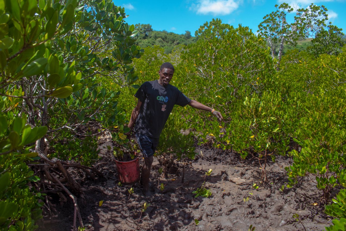 Yesterday was Mangrove Day and we planted a total of 10350 mangroves. Personally, I planted 50 and also supplied over 1000 more mangroves. #GROWithUs #60MillionMangroves