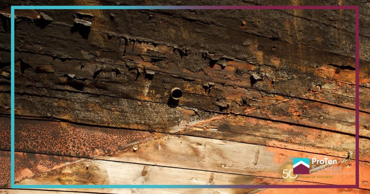 ProTenServices's tweet image. Timbers will continue to weaken as more moisture enters the timber and breaks down the timber cells. White rot is another type of rot which can bleach affected timbers leaving them pale in colour resulting in timbers that will crush easily rather than crumbling.🪵

#ProTen