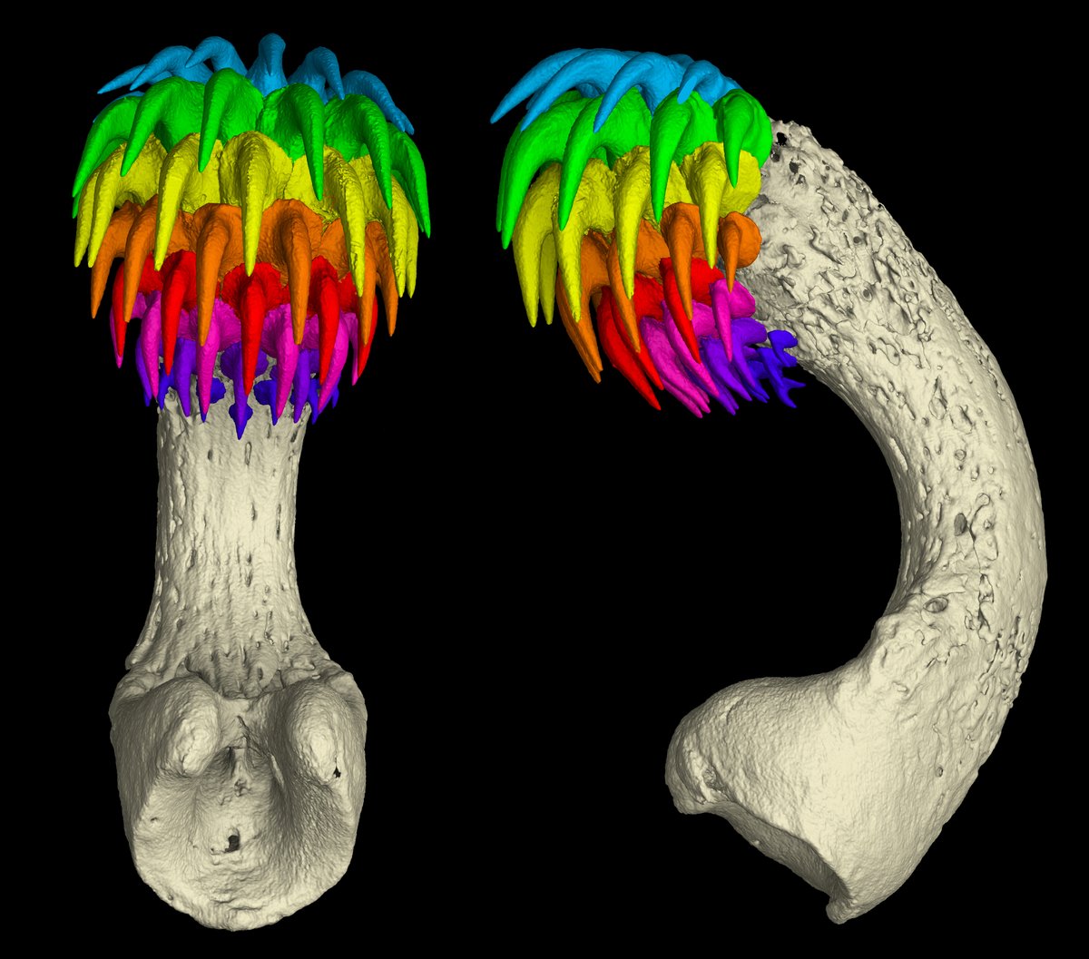 U.S. National Science Foundation (@nsf) on Twitter photo A ghost sharkโs oddest trait may be its tenaculum, a tooth-covered club that pops out of its head.
#takeoverNSF #SharkWeek
๐ธ: <a href="/garethjfraser/">Gareth Fraser</a>, <a href="/Karly_Cohen/">Dr. Karly E. Cohen</a> A ghost sharkโs oddest trait may be its tenaculum, a tooth-covered club that pops out of its head.
#takeoverNSF #SharkWeek
๐ธ: <a href="/garethjfraser/">Gareth Fraser</a>, <a href="/Karly_Cohen/">Dr. Karly E. Cohen</a>