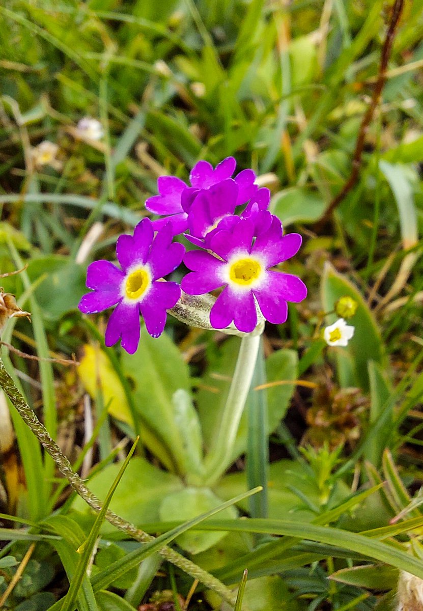 SamSuter_'s tweet photo. Bittersweet that the last field surveys of my PhD are now done. So grateful to have had the opportunity to explore Scotland, and for all the people and organisations that have taken part in the surveys 🤗 https://t.co/KZ6dLUKg6N