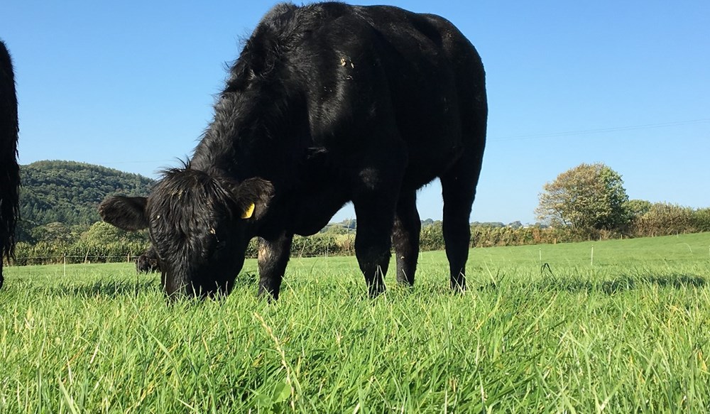 Brummiebeef's tweet photo. Why have GB beef prices fallen recently? 
Weaker demand, Irish price competitiveness, higher UK cattle kill in June are a few key market dynamics at play. 
Read more: https://t.co/8cbGKg9ZFz https://t.co/mYCGMVIhoW