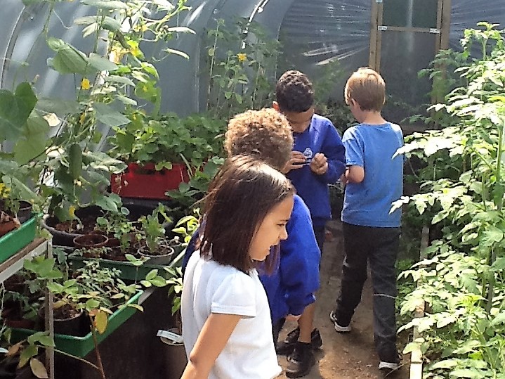HeathbrookPri's tweet image. Please support this fantastic programme to enable other schools to benefit from similar facilities donated by @sfmtweet and @WholeKidsFnd [thanks again to @FloEshalomi for formally opening our new polytunnel] #plant2plate #growlocal #outdoorlearning