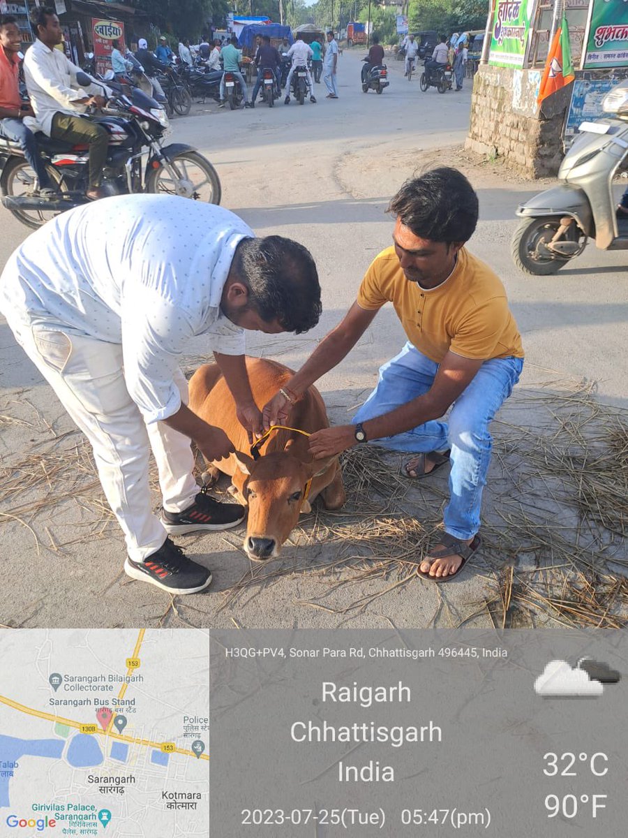 IASTripathiCG's tweet photo. #StrayCattles #ReflectiveBands #Tagging #Identification @SarangarhDist @ChhattisgarhCMO @RChoubeyCG @KPSingh_IAS https://t.co/EYT6wI1VPd