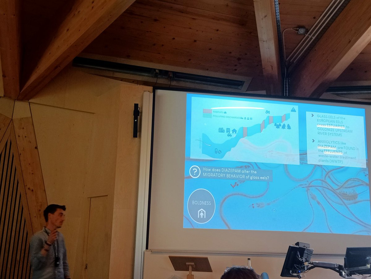 ecoevoenviro's tweet photo. Two amazing talks on glass Eel exposure to waste water pharmaceuticals - this time Diazepam effects on movement  #fish #ecotox @fsbi2023 #FSBI2023 https://t.co/sFlh1bGRhx