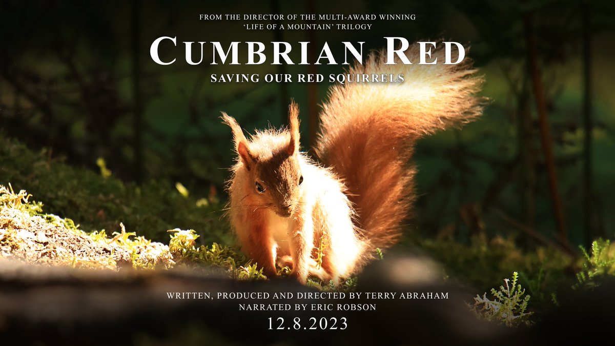 terrybnd's tweet photo. ‘Cumbrian Red’ the ale has launched!! Ahead of the premiere of my latest #lakedistrict film and a donation from EVERY PINT SOLD goes to #redsquirrel #conservation If ya see it on a bar soon, do let me know! I’d love to hear which pubs in the area are supporting the cause!😊👍🐿️

From the family run and multi-award winning brewery the ale is red in colour and quite strong like our beloved Squirrel Nutkins 😊 And the ingredients are native to the UK just like the red scamps themselves 👍🍺🐿️