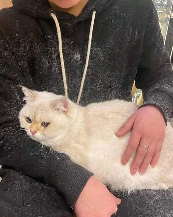 Virality Clips (@viralityclips) on Twitter photo 