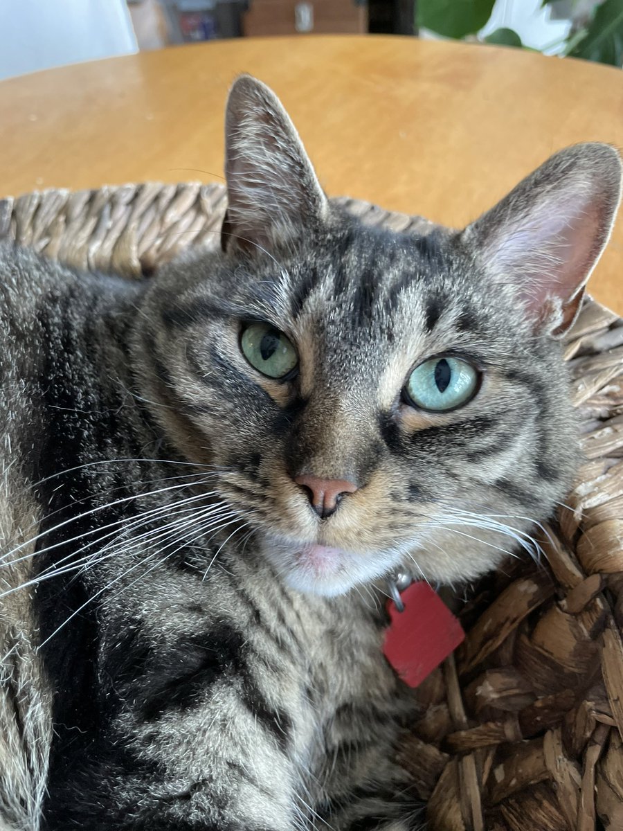 bpc546's tweet photo. BREAKING: new pics show my cat is beautiful ❤️ https://t.co/xNiYoETBMz