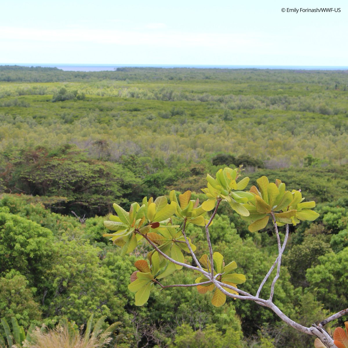 World Wildlife Fund tweet media