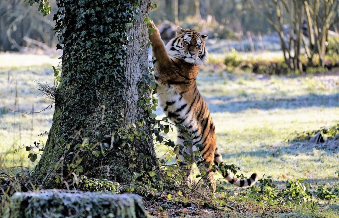 @blackpoolcentral tweet media