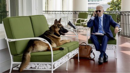 MikeSington's tweet image. BREAKING: House Republicans announce congressional investigation into First Dog Commander Biden. Kevin McCarthy: “Biting is never acceptable conduct for a dog, especially the President’s dog. We will get to the bottom of it, and replace Commander with a goldfish if necessary.”