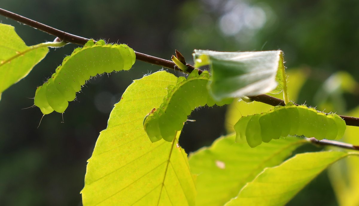 kerryyurewicz's tweet photo. Just in time to celebrate #NationalMothWeek, here's a trio of Luna Moth (Actias luna) #caterpillars from this week in central NH. #InvertOfTheWeek #Lepidoptera https://t.co/PY5RwsR8AI