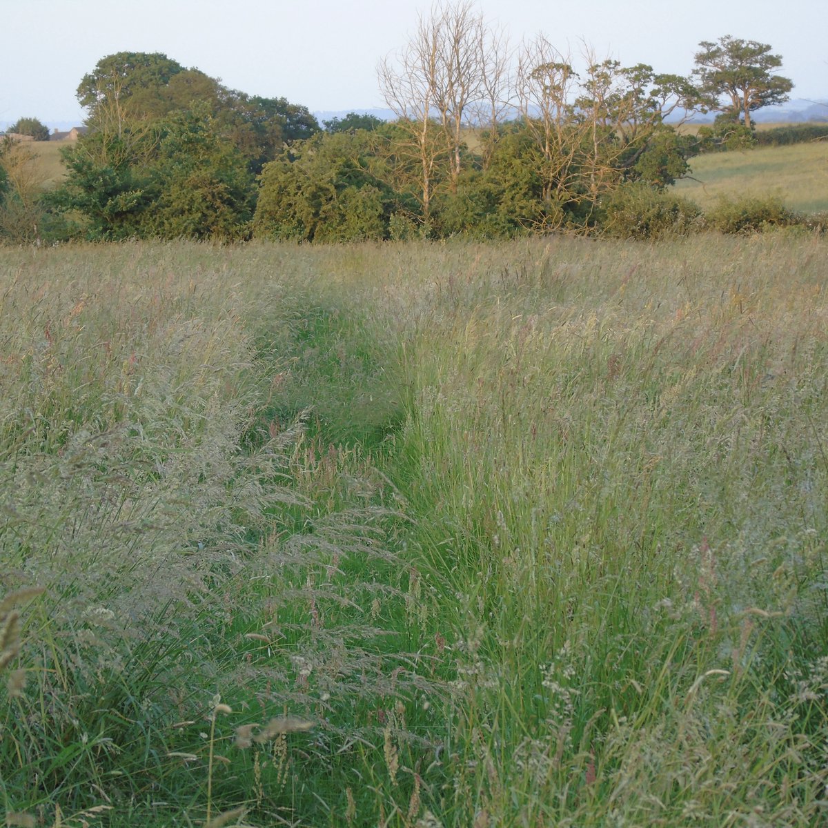 Join Neil for a guided walk at Gibbets Close Hill and hear about plans for the future of this amazing site or join Toby and learn how to build a #Cotswold dry stone wall! Check out what's on at bit.ly/3OmNEQj #westoxfordshire #naturereserve #ruralcrafts #heritageskills