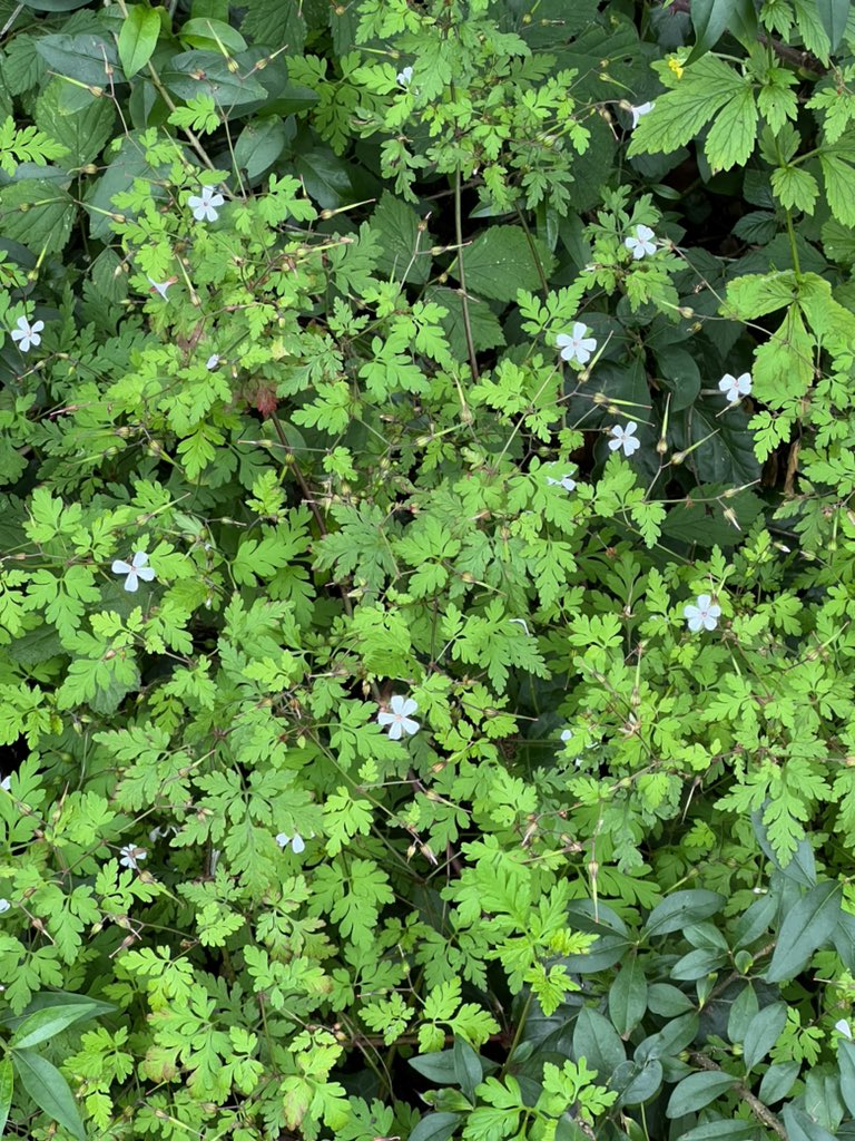 White herb Robert - new to me - growing wild under the hedge up the lane x