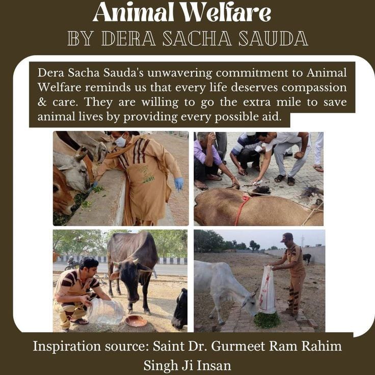 It is our duty to take care of silent animals. Following the teachings of Saint Dr Gurmeet Ram Rahim Singh Ji the followers of #DeraSachaSauda provide treatment to the injured animals, feed the animals.
#AnimalWelfare
#AnimalAid
#KindToAnimals
#CareForAnimals
#BabaRamRahim