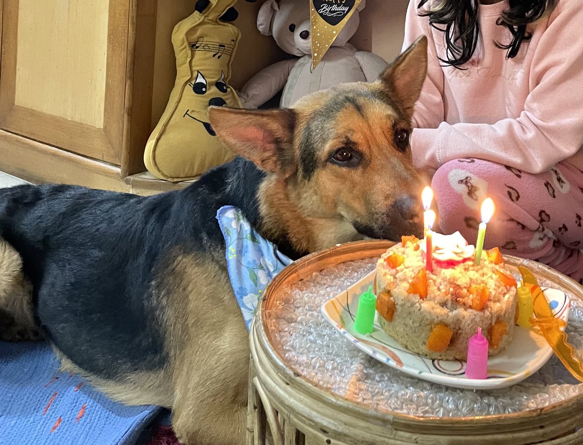 bolt_gsd's tweet photo. @DogsRAngels1 Happy birthday 🐾❤️ This is Bolt with his birthday cake! https://t.co/9Pvn0ggRqr