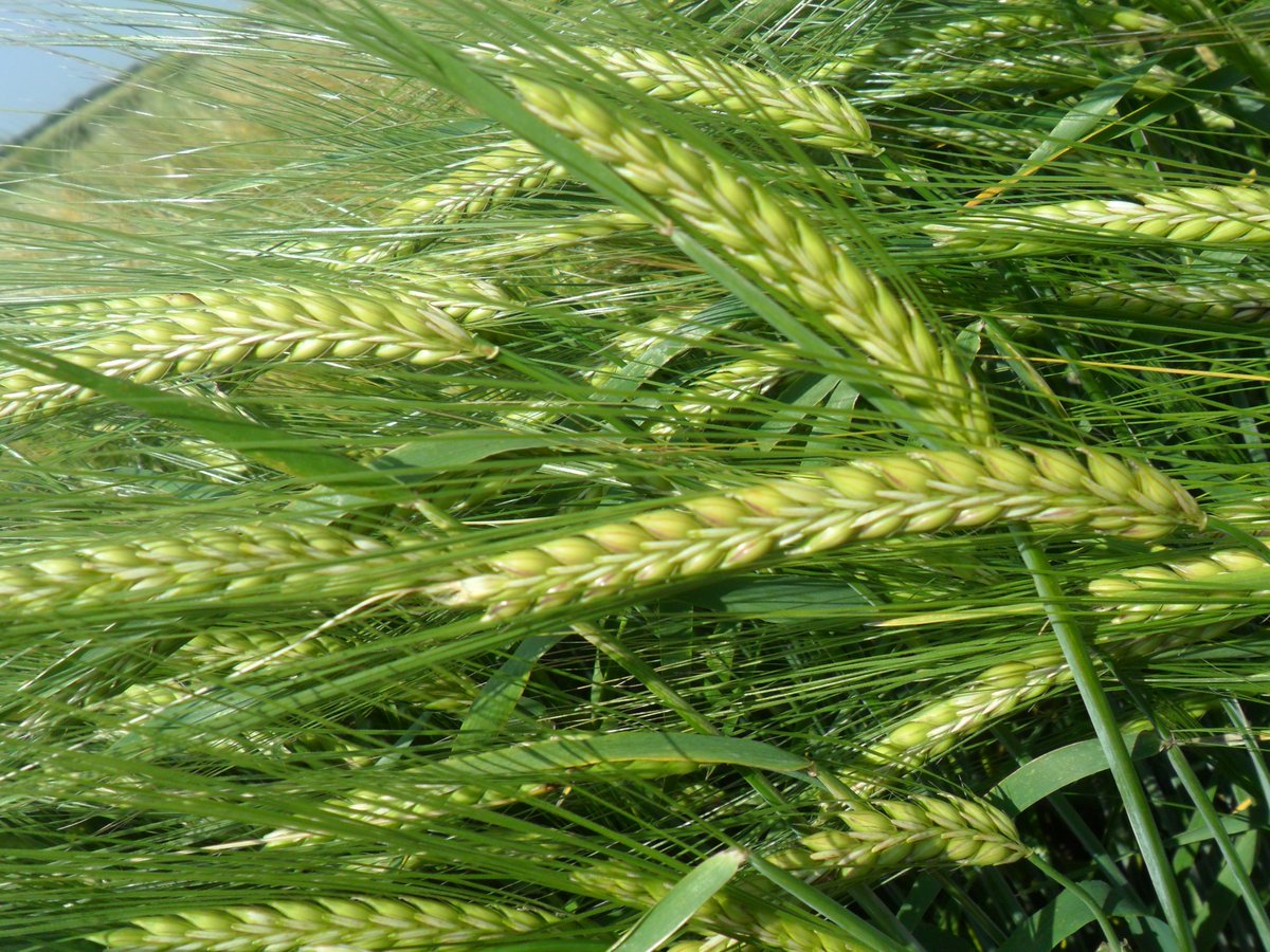 ACAcoop's tweet photo. Descubrí la situación actual en el mercado de #Cebada y prepárate para la próxima cosecha 🌾

Mirá el informe completo haciendo click acá 👉  https://t.co/axKalz6UjB https://t.co/DHPTpvVeif