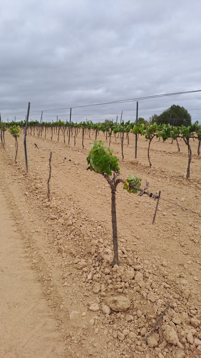 gorettigs's tweet photo. #penedes . Aquest any les vinyes poc raïm. https://t.co/SVIJUcyjqv