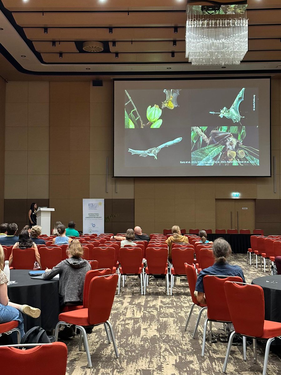 Ivana Budinski (@ivanabudinski) on Twitter photo Around 80% of African bat species are insectivorous, and <a href="/CmMontauban/">Cecilia Montauban 🦇🐾</a> found that many of them consume agricultural pests and disease vectors in Ghana and Zambia. Many shared fieldwork adventures collecting this data 🦇💩🐜 Around 80% of African bat species are insectivorous, and <a href="/CmMontauban/">Cecilia Montauban 🦇🐾</a> found that many of them consume agricultural pests and disease vectors in Ghana and Zambia. Many shared fieldwork adventures collecting this data 🦇💩🐜