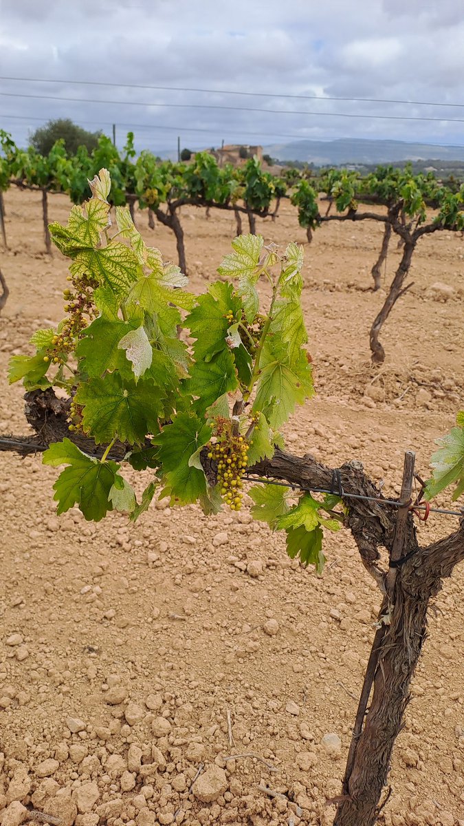 gorettigs's tweet photo. #penedes . Aquest any les vinyes poc raïm. https://t.co/SVIJUcyjqv