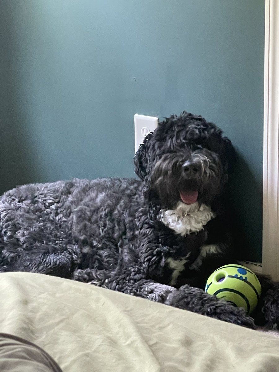 darth_applejack's tweet photo. @TRHLofficial Tonkatsu the Sheepadoodle! https://t.co/lOyRD26F97