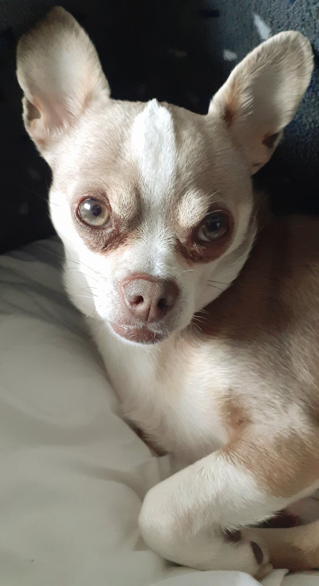If I look at mummy like this she gives me anything I want 🥰 #dogsoftwitter #zshq #chisquad