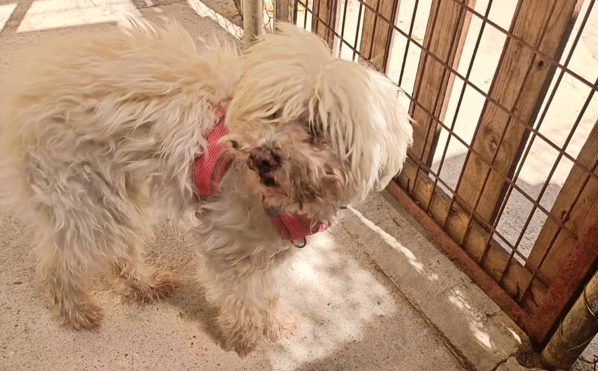 #GUADALAJARA
#TACHU tiene 15 añitos y, por circunstancias especiales, necesita Acogida Temporal.

Es muy viejina y, tiene algunos achaques, por eso buscamos con urgencia una acogida que la cuide hasta que se resuelva su situación.

Si no puedes ayudar a Tachu, por favor