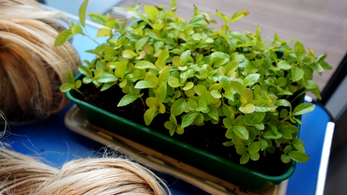 Stepney Community Trust tweet media