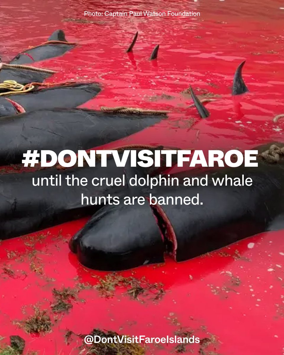 We're joining the #DontVisitFaroe movement until the Faroese government puts an end to the cruel whale and dolphin hunts once and for all. It’s time to expose the Faroe Islands for the murderous truth hidden behind their deceptively peaceful vistas. Join me at