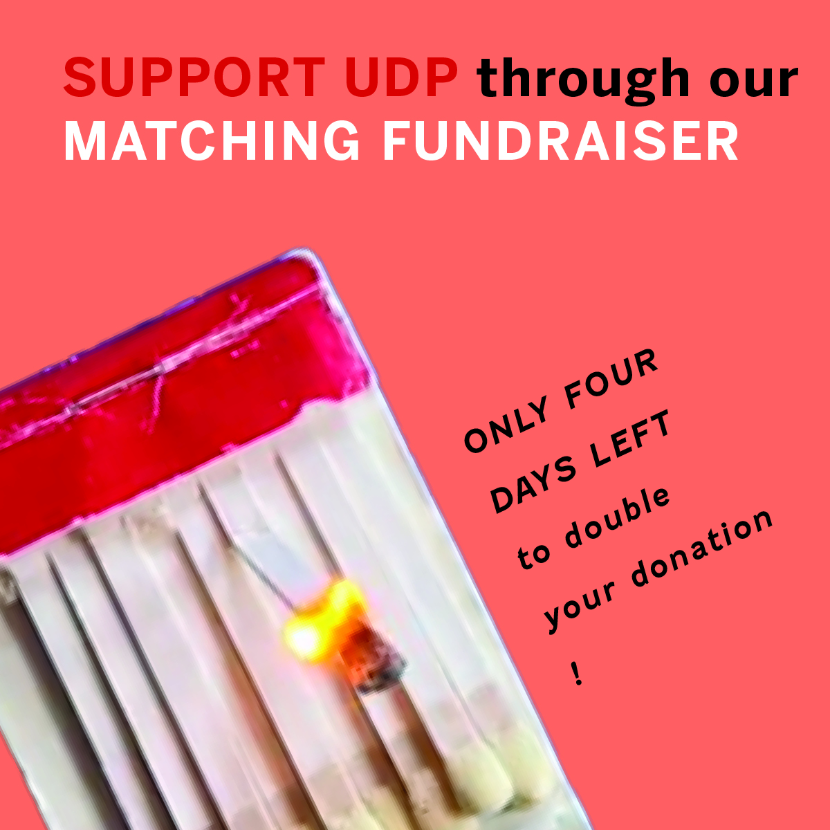 Got a light?🔥 Until July 31, all donations up to $7000 will be matched by generous donors. We're only $2,500 away from our goal — help us meet it! Donate at the link in our bio🦢