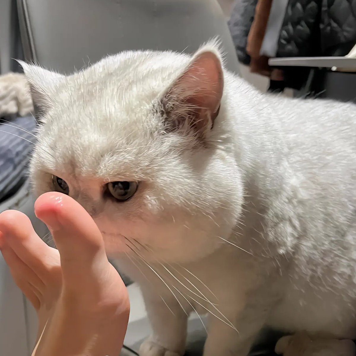 WIXWA21's tweet photo. 臭脚小猫 ＃母狗 ＃反差 https://t.co/yr0I8se5gD
