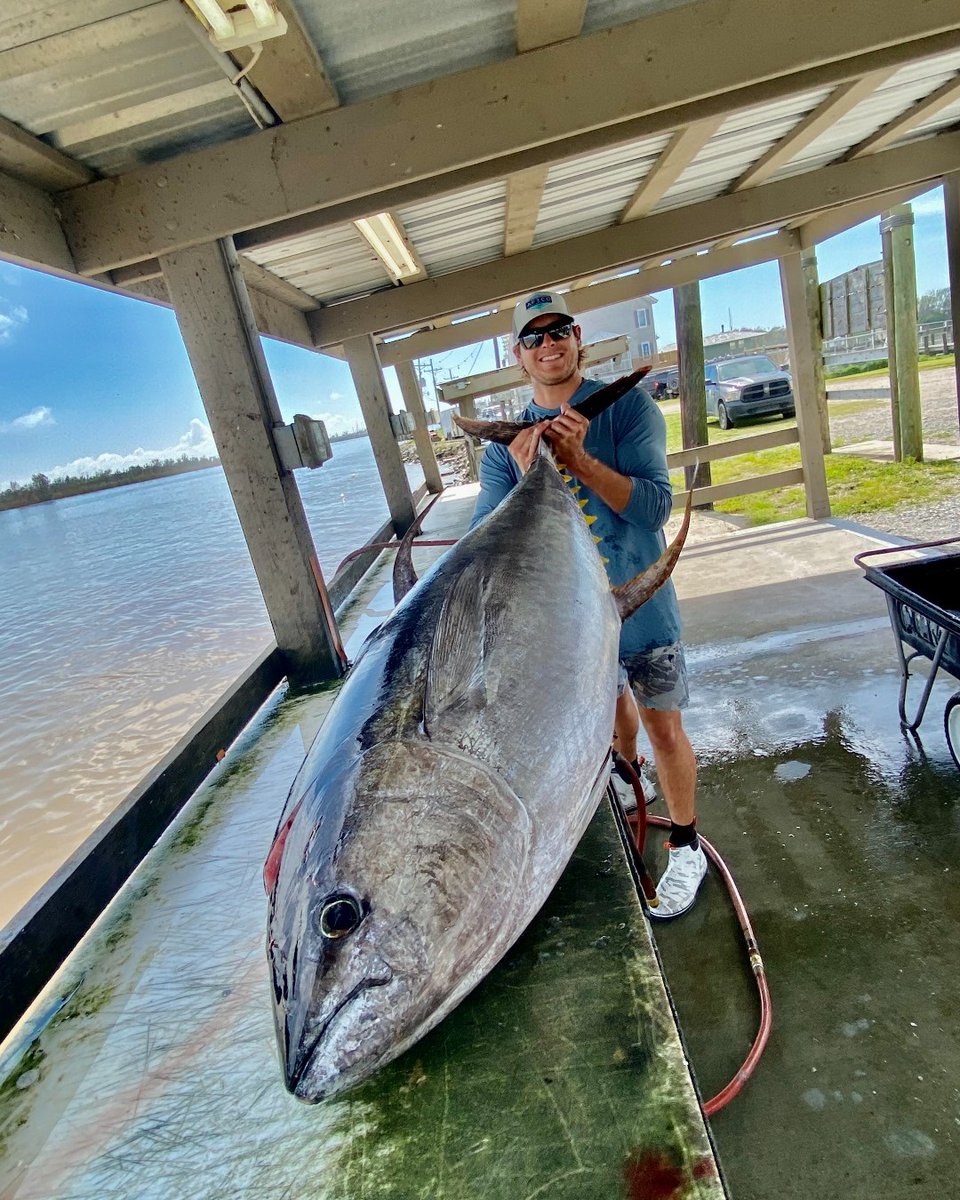 The big ones are showing themselves in Venice, Louisiana.
#anyfishanywater
#yellowfintuna