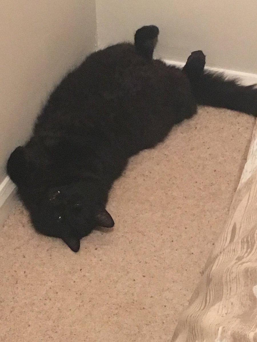 FentonBreedley's tweet photo. My oldest brother died. Like me, he was a handsome black cat but he had a long coat. He was 16 and I didn’t see him often as he preferred the outdoors and that’s where he ended his days. RIP Rafa/Raggy/Ragbag #cats #CatsOfTwitter #CatsOnTwitter https://t.co/rgixuyjWti