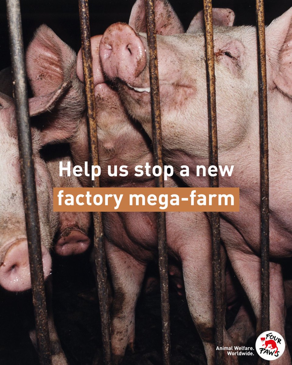 FOURPAWSUK's tweet photo. Help us #EndFactoryFarming! 👊

We are working to block the application for a new mega-farm in Norfolk, set to house almost ONE MILLION chickens 🐔 and 14,000 pigs 🐖.

Help us stop this awful farm from opening by taking our e-action today ➡️ https://t.co/LrKoEMXv8X https://t.co/CZ9WFA2f5r