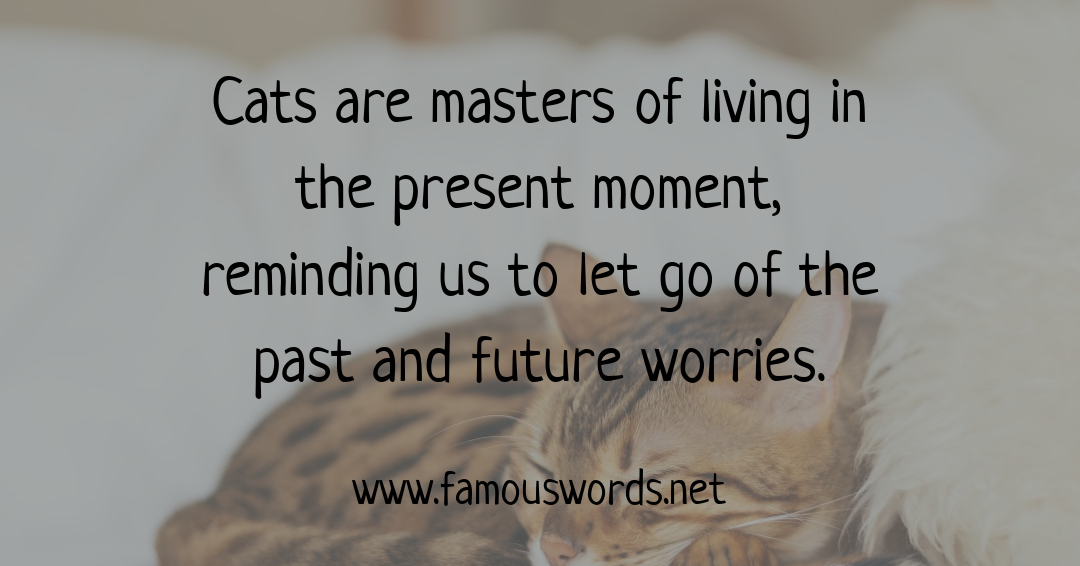 cc_literally's tweet photo. "Cats are masters of living in the present moment, reminding us to let go of the past and future worries."

 #Cat #CatSayings #Inspire #Quote #Quotes #QuoteOfTheDay #InspirationalQuotes #BeautifulySayings  #WiseQuotes
 
Source: https://t.co/xrR5AfqK7s https://t.co/GAOoNzmBoG