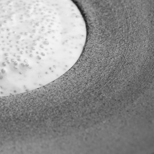 Scallops from Orkney, wild chamomile, buttermilk and smoked pike perch.

#aulislondon #aulissimonrogan #simonrogan #soho #soholondon #chefstable