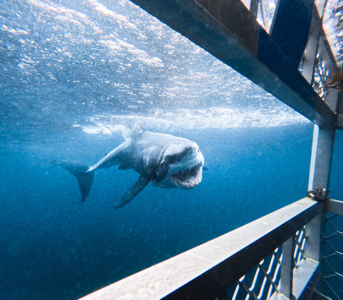 GoPro's tweet photo. Photo of the Day: So close you could count the teeth 🦷 GoPro Subscriber Filip Vinklarek scored a $500 GoPro Award from this close-up cage dive.

#SharkWeek Fun Fact: A great white shark can have up to 300 razor-sharp teeth at a time + will go through up to 20,000 in its life. https://t.co/UROzyspJPI
