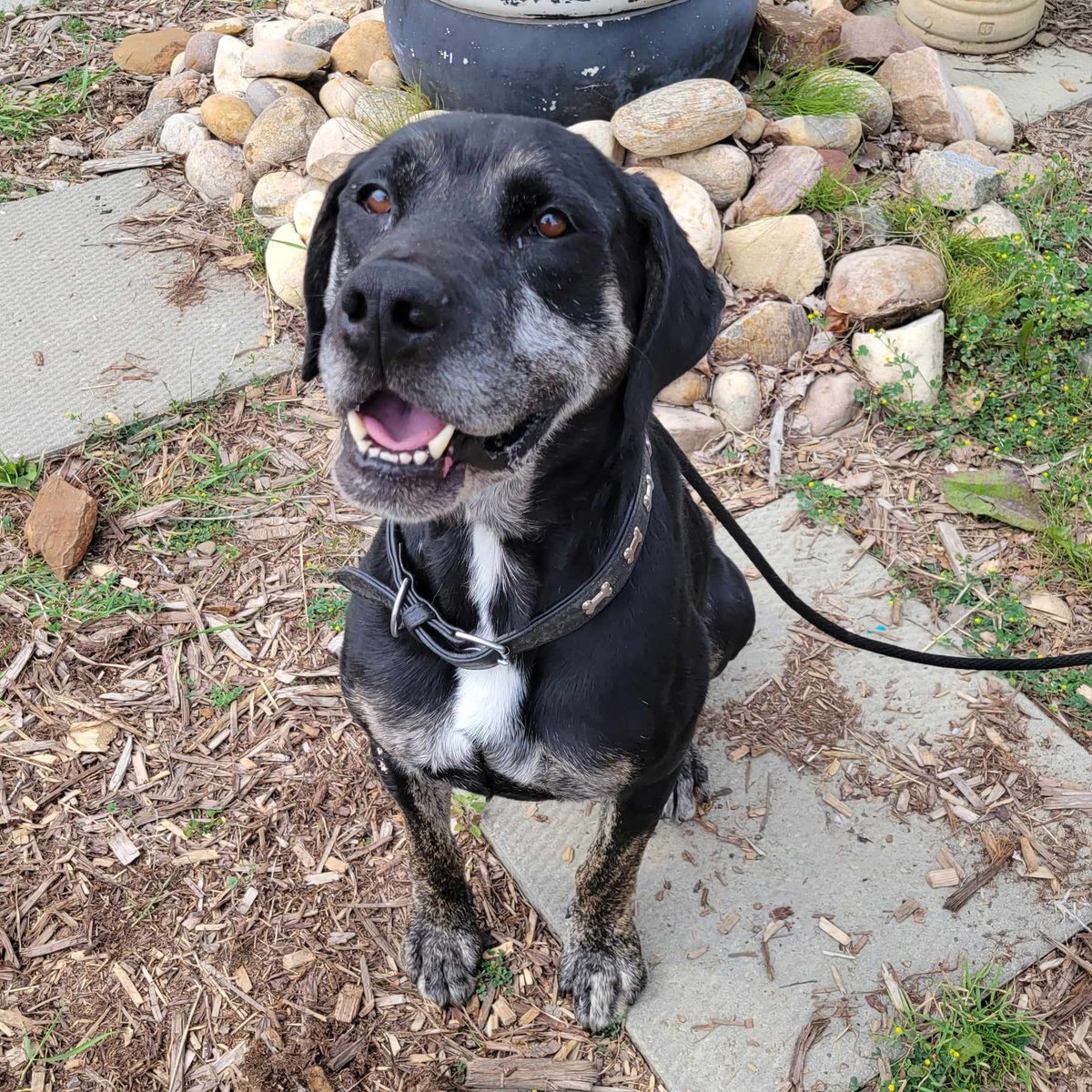 FMSPCA's tweet photo. Breed: Great Dane/Lab Mix
Gender: Male
Age: 7 Years

Looking for a senior to add to your home? It’s handsome Harry! This Great Dane/lab mix is looking for the perfect retirement home to live out the golden years. He’s very affectionate and walks well on a leash. https://t.co/ryhaw7LaCl