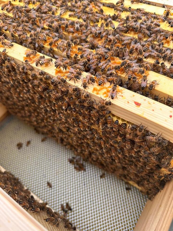 This week at the apiary.  It was a dull day but we managed to do quick inspections before the rain. 
Pictures show the pollen that’s been stored. Note the different colours.  Some new pictures and one to spot queen Beryl.