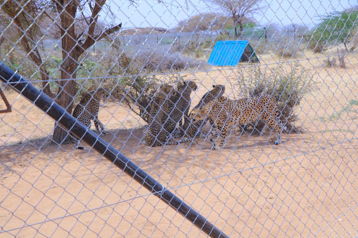 SDGSomaliland's tweet photo. The beauty of the environment depends on the protection of wildlife, the #Cheetah is one that brings out the beauty of our env’t. The minister of @MOECC_JSL along with the DG @MDuale1 the minister of commerce and the SL ambassador to the US &amp; Canada, visited the Cheetah Center https://t.co/lwD1Or2JUo