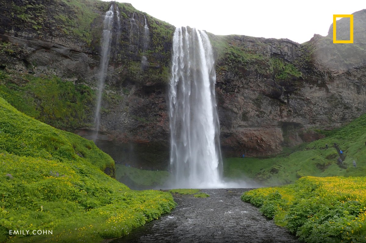Lush greenery surrounds the Seljalandsfoss waterfall in Iceland