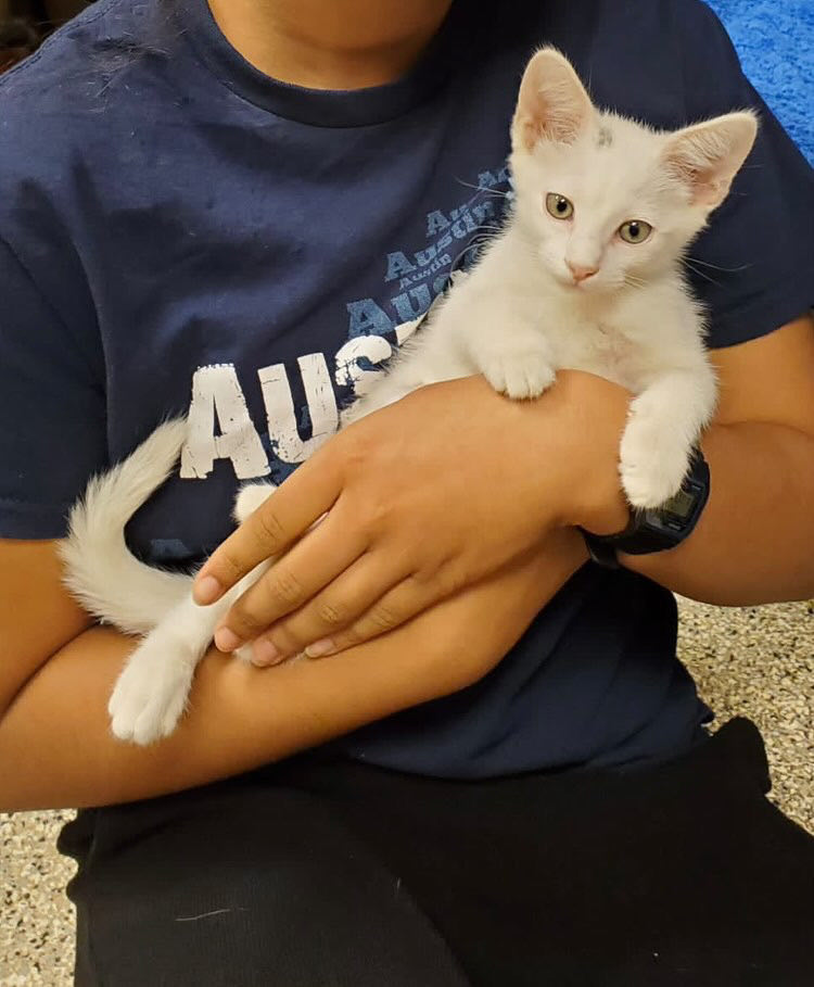 Stop 🐱 kitten around and come hangout with <a href="/gtownpets/">GT Animal Shelter</a> at the 📚 @gtpubliclibrary and 😻 fall in love with a furry friend to take 🏠 home!

Here's the details👇
🗓️Aug. 10
🕚11 AM-1 PM
💲 $35 adoption fee
📦Cardboard carriers will be provided!