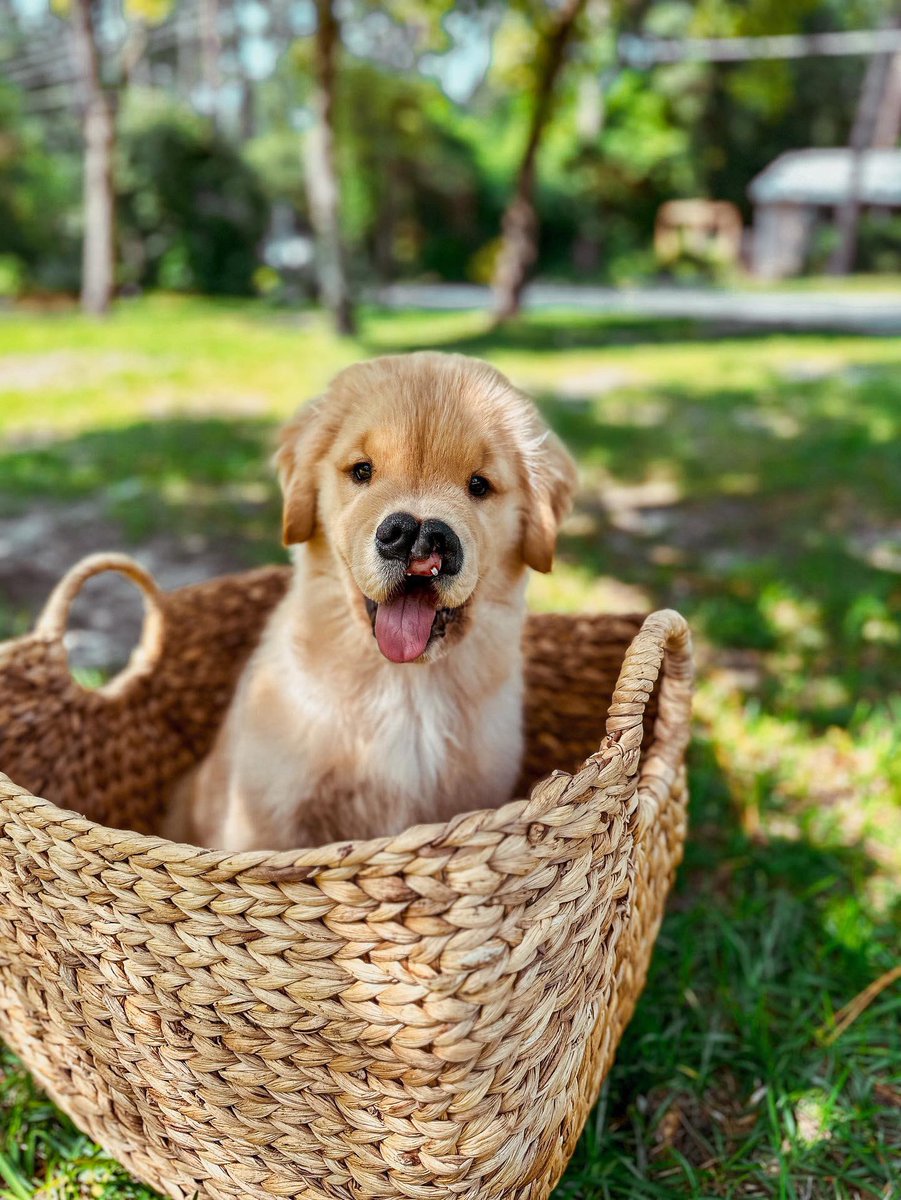 dog_rates's tweet image. This is Rosie. She was born with a cleft palate. It doesn't impact her overall health, and while it makes her look a little different, she doesn't mind. 13/10 perfect just the way she is